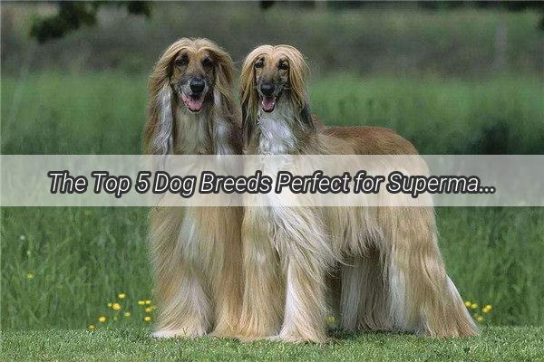 The Top 5 Dog Breeds Perfect for Supermarket Shopping Companions